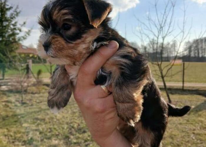 Grajewo ogłoszenia: Szczeniak Yorkshire terrier biewer szuka domu;
wiadomość pod tel.