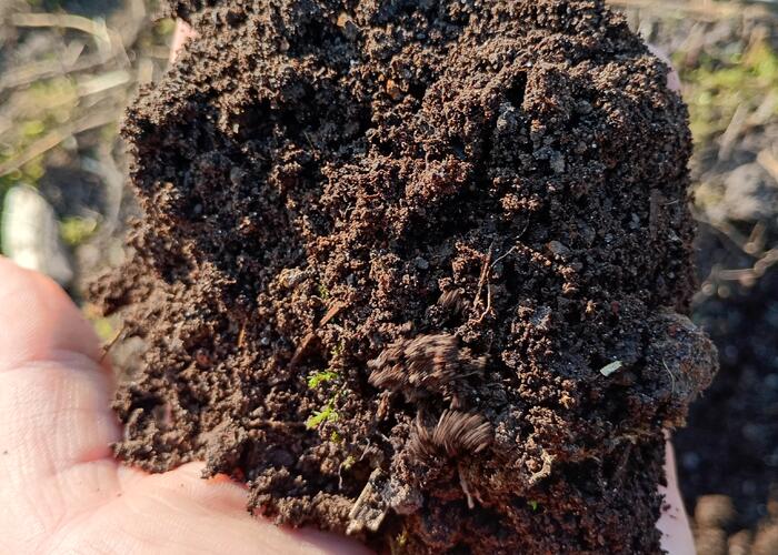 Grajewo ogłoszenia: Witam Sprzedam ziemię idealną pod trawnik , warzywniak (mam ze...