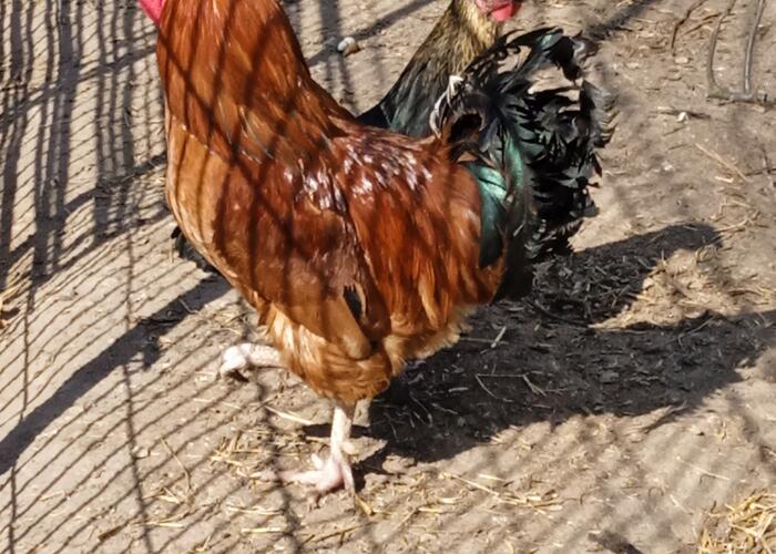 Grajewo ogłoszenia: Sprzedam Koguta.